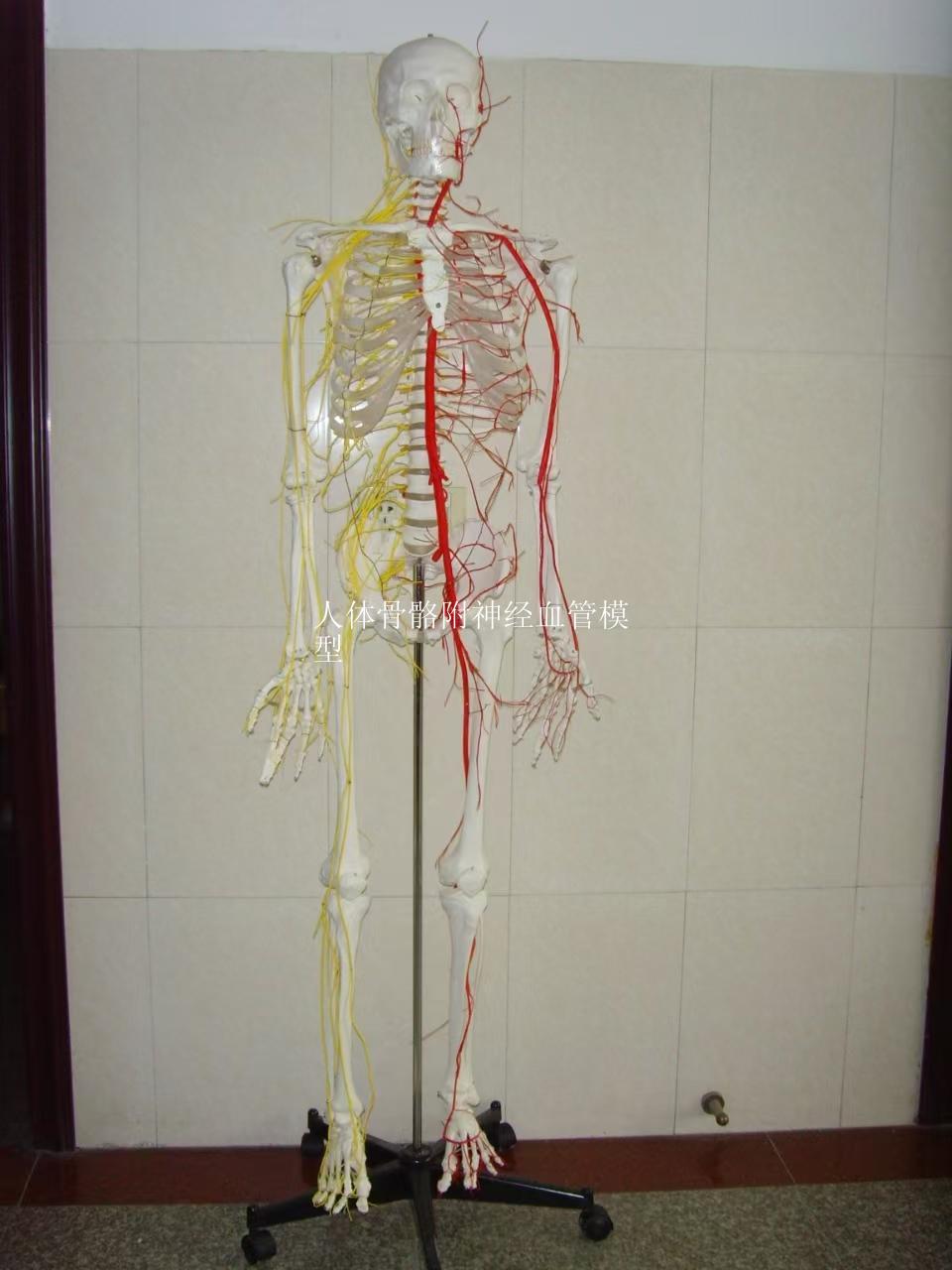 人体骨骼附主要动脉和神经分布