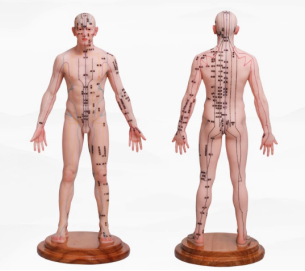 穴位经络人体模型(   关节可活动 摆姿势 )