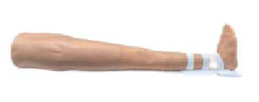 下肢仿真模型 Pro