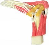 踝关节仿真模型