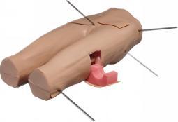 下肢骨折复位仿真模型Pro