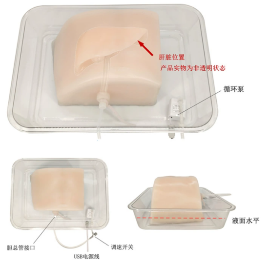 超声引导下肝脏穿刺训练模型