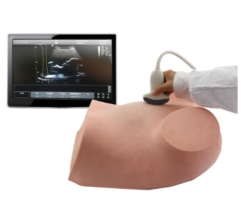 超声下羊膜腔穿刺技能训练考核模型