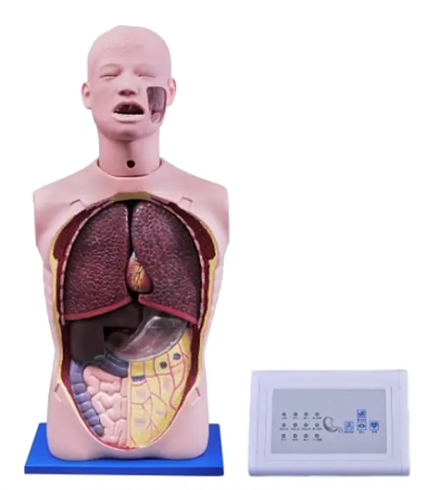 多功能透明洗胃训练模型