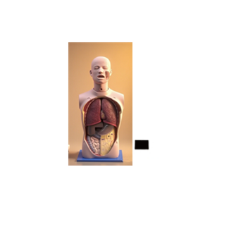 多功能透明洗胃模型(含流程考核软件)