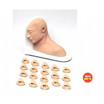 高级耳部检查模型|耳部诊断模型