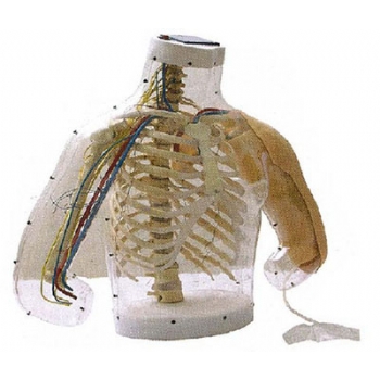 高级上臂肌肉注射及对比模型(带检测警示系统)