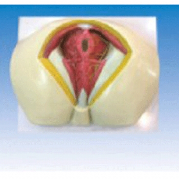 男性会阴解剖模型