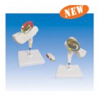 内囊与基底神经节立体解剖模型