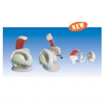 丘脑核束内囊及纹状体模型