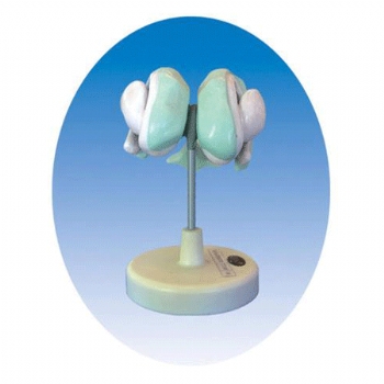 脑室基底神经核