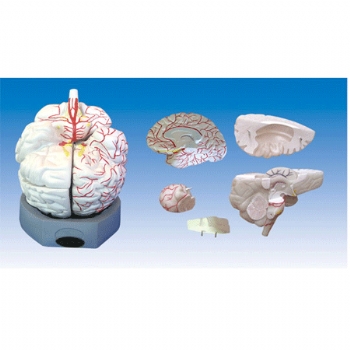 脑外形及右半侧脑血管模型