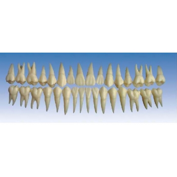 成人牙模型总汇(32颗)