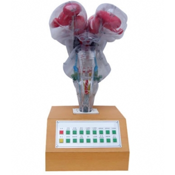 电动脑干模型语音提示(II型)