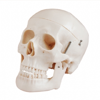 头颅骨模型