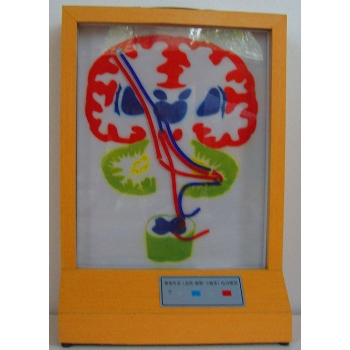 锥体外系(皮质-脑桥-小脑系)【JD/29】