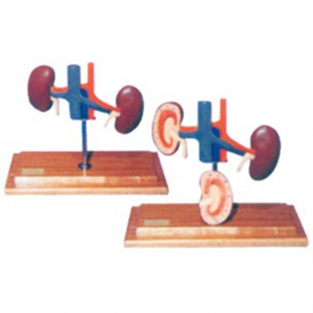 狗肾解剖模型_最新教学演习辅助模型
