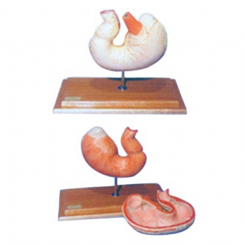 牛胃解剖模型,最新动物模型