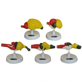 五纲脑模型新品