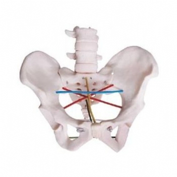 骨盆测量模型【JD/F22】