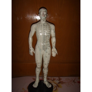50cm(男)/48cm(女)人体针灸模型(白色)(中文/英代)