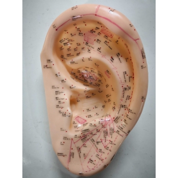 42cm耳针灸模型(中英文)