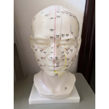 自然大头部针灸模型(中英代)