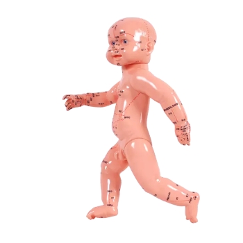 小儿推拿模型(配教材书)